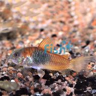 Orange Venezuela Corydoras