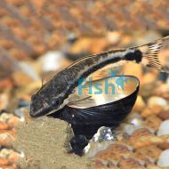 Otocinclus Catfish