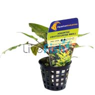 Assorted Cryptocoryne Small - Pot