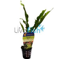 Java Fern Small - Pot