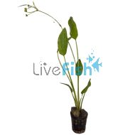 Sword Marble Queen Pot