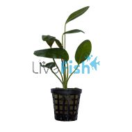 Sword Ozelot Red - Pot