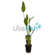 Sword Radicans - Pot