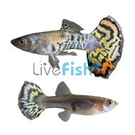 Pair Platinum Yellow Tiger Guppy 