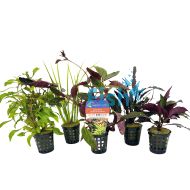 Assorted Display Plants
