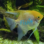 Pearscale Angelfish