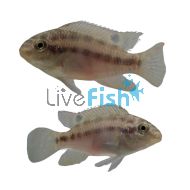 Pelvicachromis Silviae