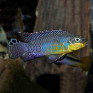 Kribensis Striped - Kienke