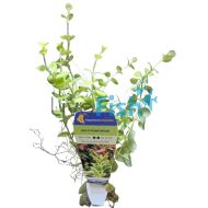 Gold Pennywort - Emersed Pot