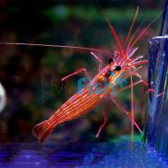 Peppermint Shrimp