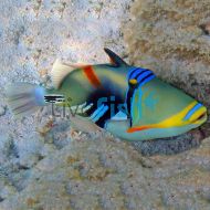 Triggerfish Picasso