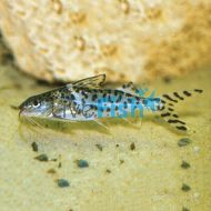 Pictus Catfish 