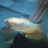 Platinum Gourami 