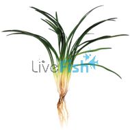 Pongol - Bunch