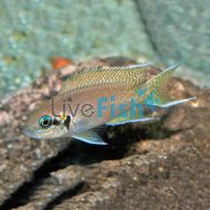 Princess Cichlid