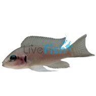 Princess Cichlid