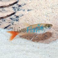 Glass Bloodfin Tetra
