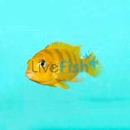 Metriaclima Lombardoi 4cm