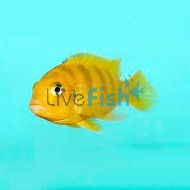 Metriaclima Lombardoi 5cm