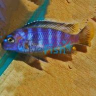 Pseudotropheus Saulosi