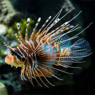 Antennata Lionfish - Pterois antennata