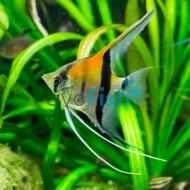 Pterophyllum scalare	