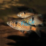 Odessa Barb 
