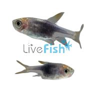 Purple Harlequin Rasbora