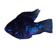 Ramirezi	Black Balloon