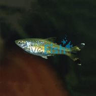 Black Scissortail Rasbora