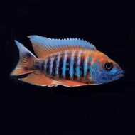 Red Firebird Peacock