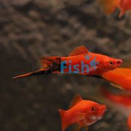 Red Wagtail Swordtail