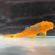Red Bristlenose Catfish