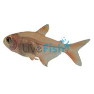 Red Cherry Mzuel 'Tetra' 2.5cm