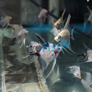 Red Devil Angelfish