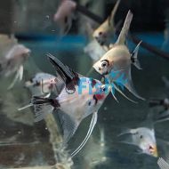 Red Devil Angelfish 4.5cm