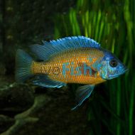 Red Fin Kadango