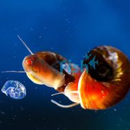 Red Ramshorns Snail - Medium