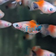 Red Top White Moon Platy 4