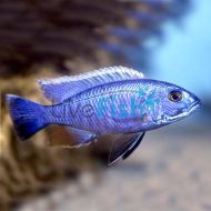 Electric Blue