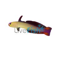 Purple Dartfish Goby - Medium