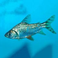 Flagtail Prochilodus Red Finned