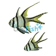 Banggai Cardinalfish