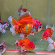 Short Tail Oranda