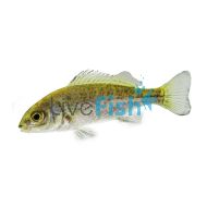 Silver Perch
