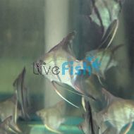 Silver Angelfish