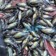 Silver Perch