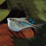 Giant Silver Hatchet Fish - Thoracocharax stellata	