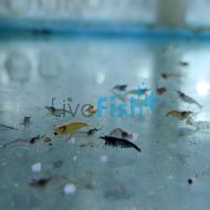 Skittle Mix Shrimp