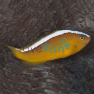 Skunk Clownfish - Medium